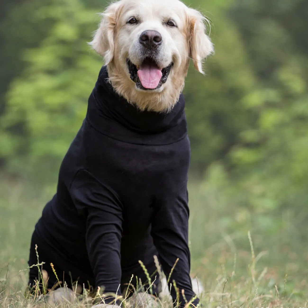 ActionFactory Ungezieferschutz | Pflegeprodukte Für Hunde- fit4dogs Medi Cape Wundschutz-Overall schwarz