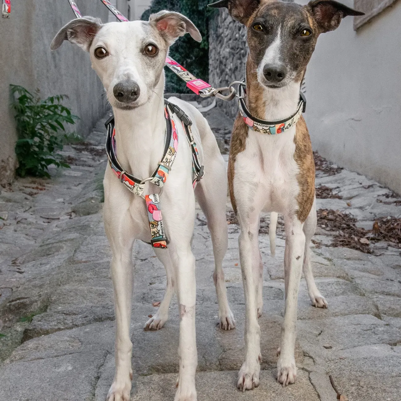 Max & Molly Hundegeschirre | Hundegeschirre- H-Geschirr für Hunde Missy Pop rot