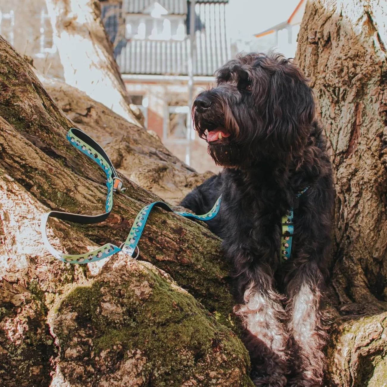 Max & Molly Suchleinen, Schleppleinen | Kurzführer Hund- Multifunktionsleine Black Sheep grün