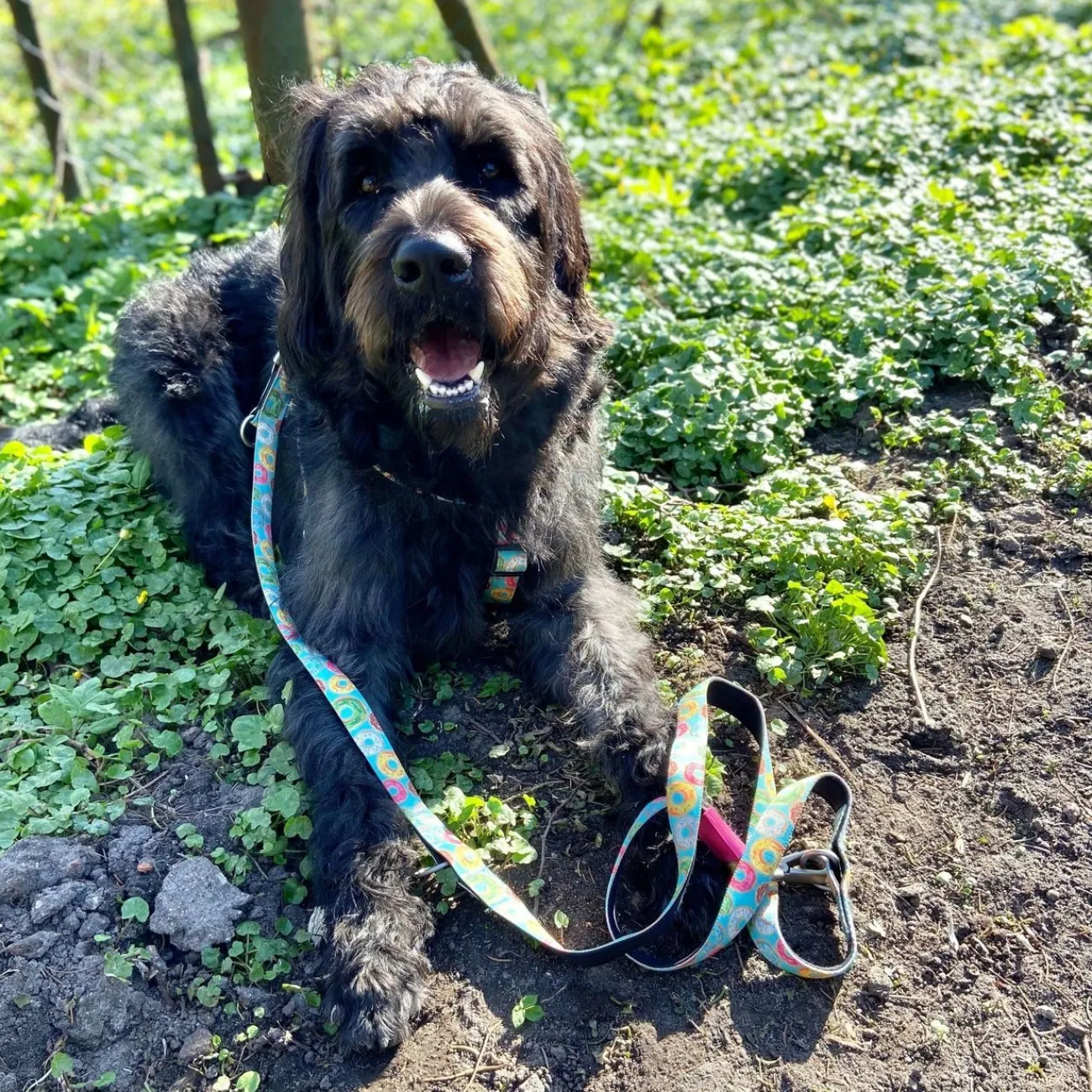 Max & Molly Suchleinen, Schleppleinen | Kurzführer Hund- Original Multifunktionsleine Donuts hellblau