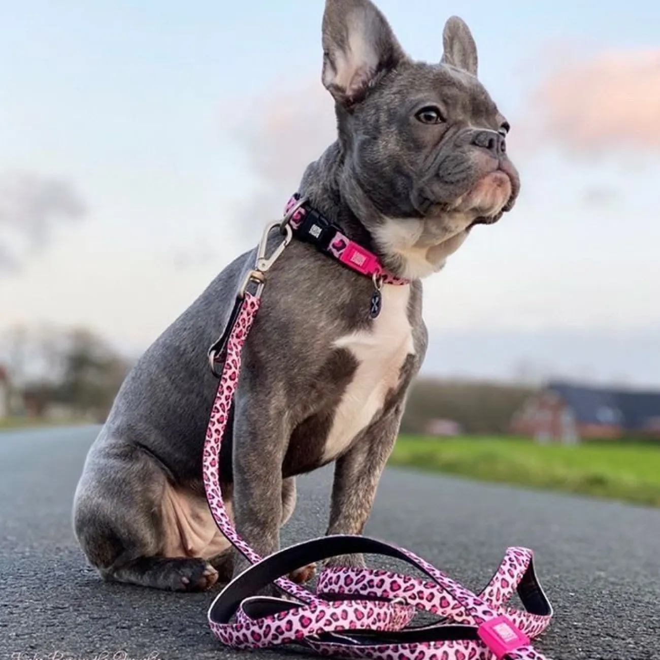 Max & Molly Suchleinen, Schleppleinen | Kurzführer Hund- Original Multifunktionsleine Leopard Pink rosa