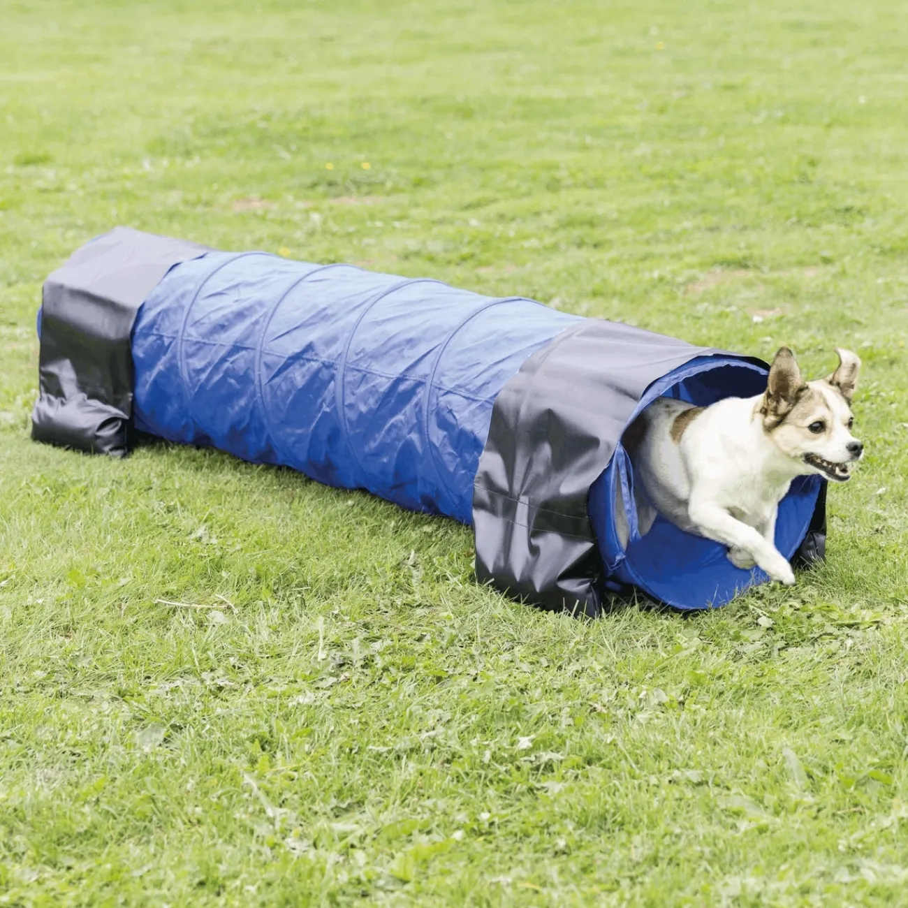 TRIXIE Ausbildung & Erziehung | Wasserspielzeug- Agility Tunnel für Welpen und kleine Hunde blau