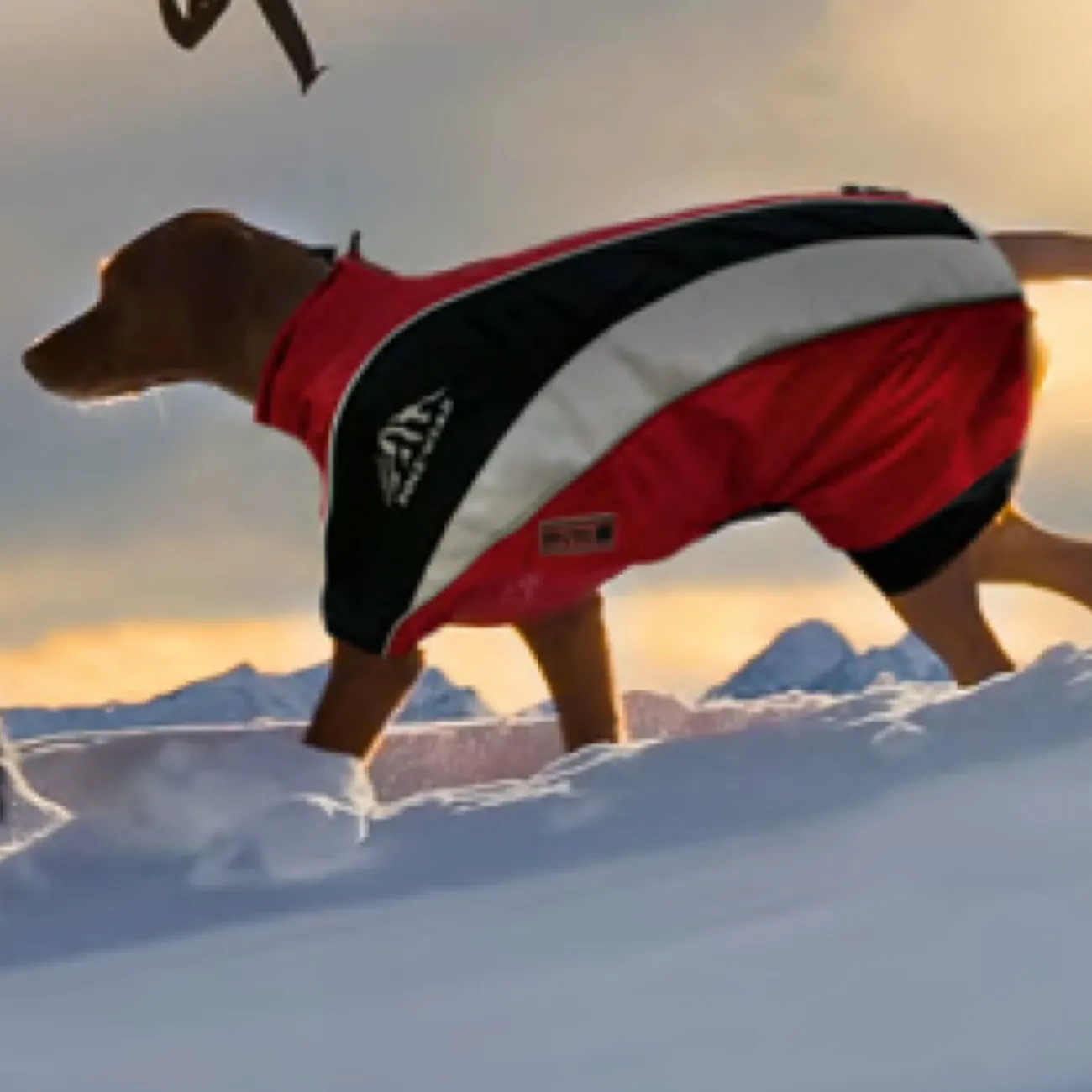 Wolters Hundebekleidung, Hundemantel | Hundebekleidung- Hundewintermantel Skianzug Dogz Wear